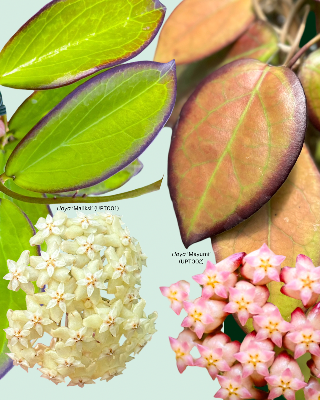 10 SEEDS - Hoya ‘Maliksi’ (UPT001) x Hoya ‘Mayumi’ (UPT002)