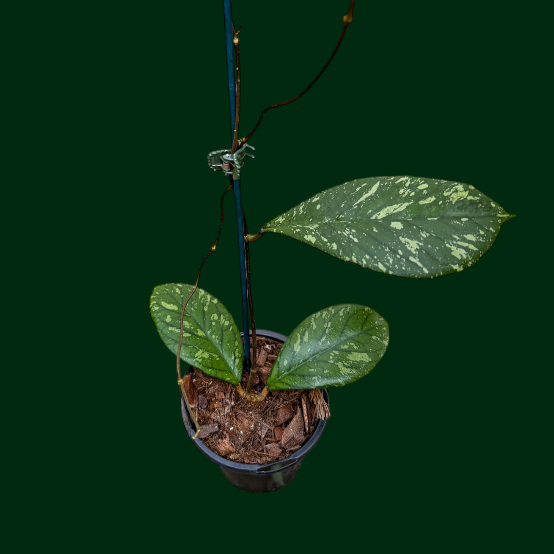 Hoya meredithii (Bengkulu, splash)