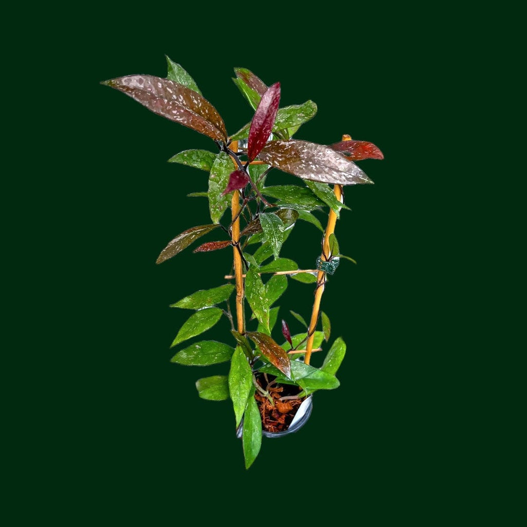 Trellised Hoya pubicalyx 'Red Button' – Unsolicited Plant Talks