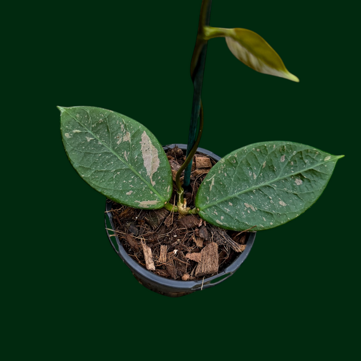 Hoya sp. (Lai Chau, round leaves)
