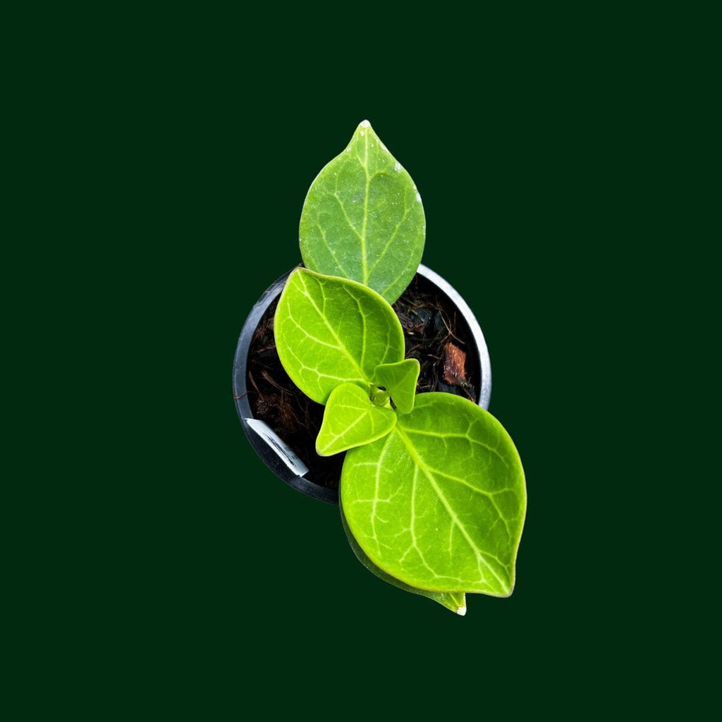 Hoya subquintuplinervis (EPC816, veiny) – Unsolicited Plant Talks