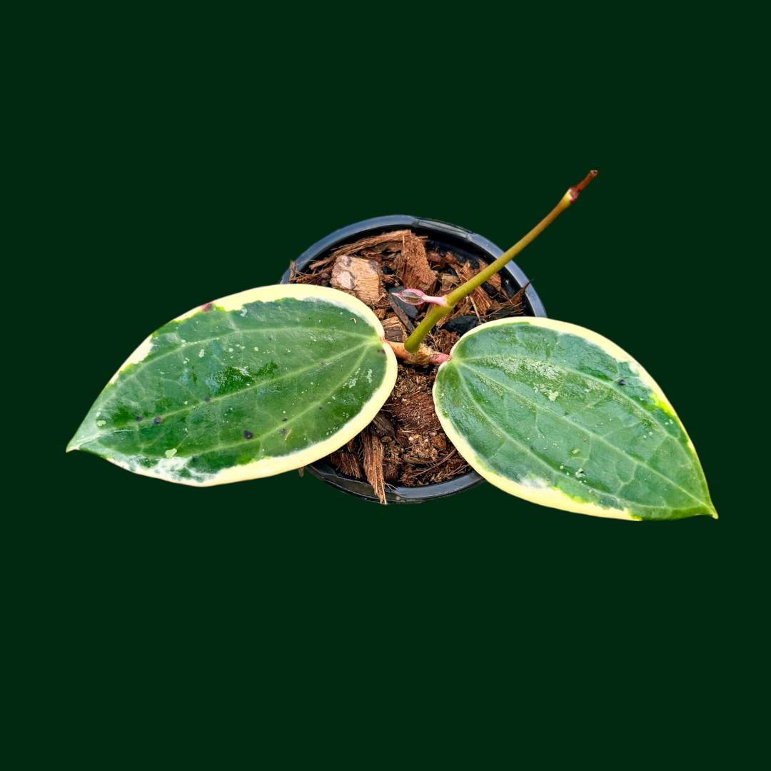 Hoya latifolia (outer variegated)