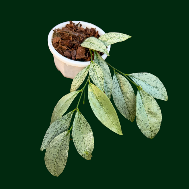 Hoya amicabillis (silver)