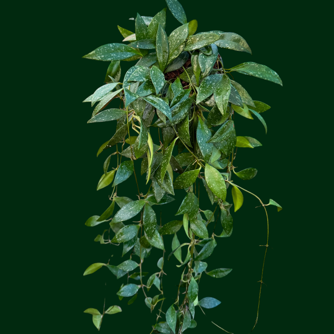 Hoya sp. cianjur (splash)