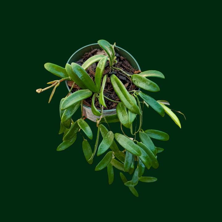 Hoya lyi
