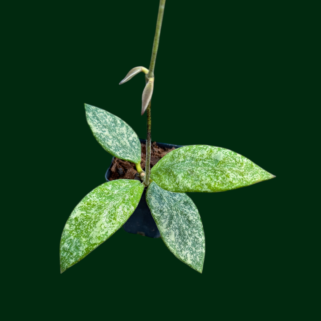 Hoya rundumensis (splash)