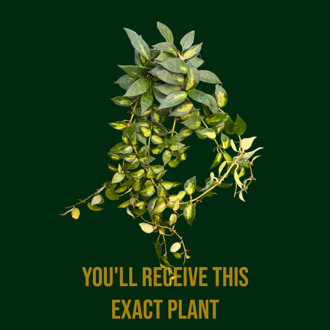 PS0961 - Hoya lacunosa ‘Golden Flame’