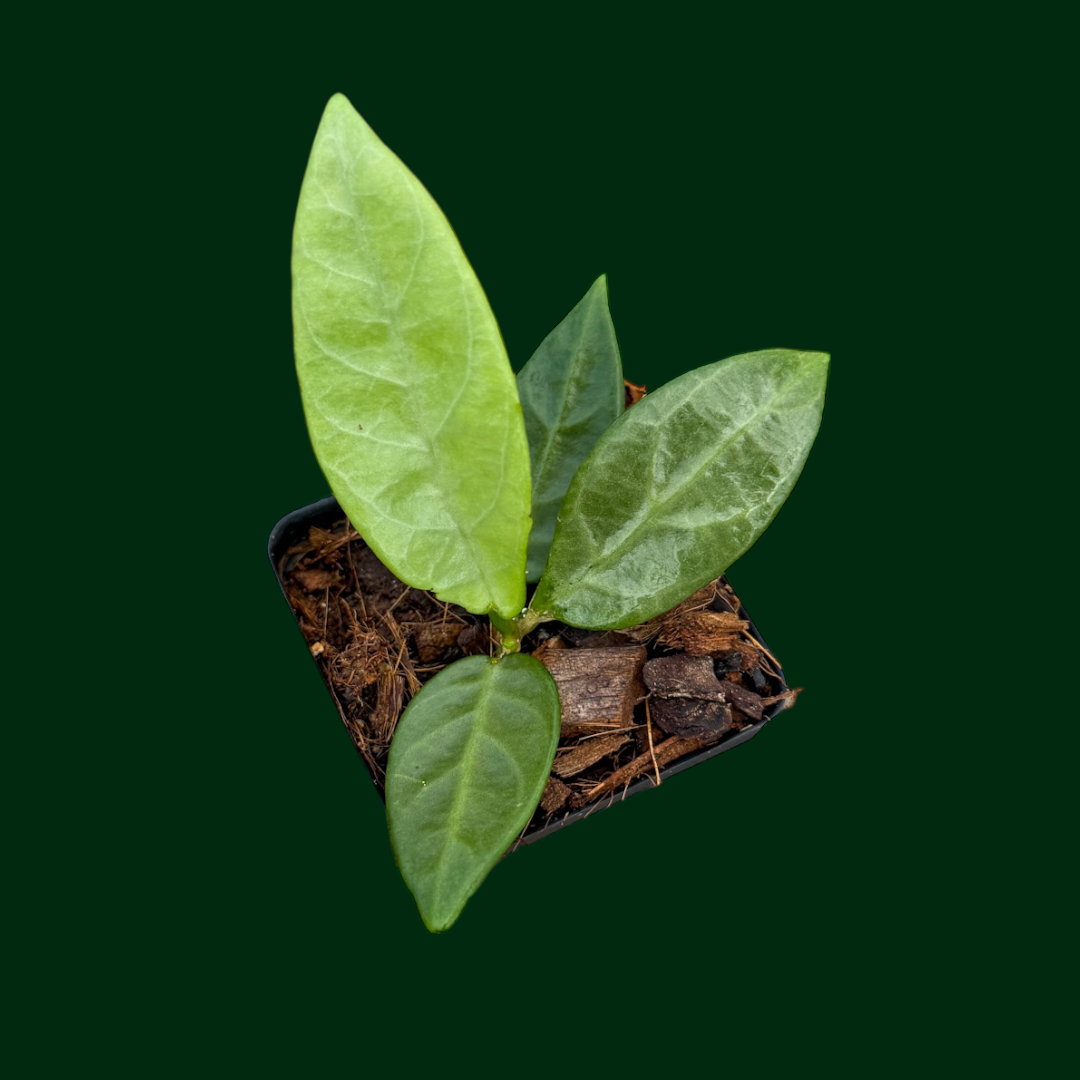 Hoya sp. (Lai Chau, long leaf silver)