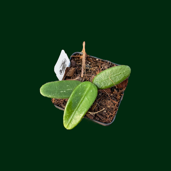 Hoya spectatissima