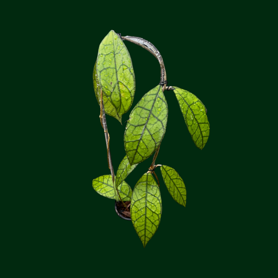 Hoya clemensiorum X Hoya calistophylla