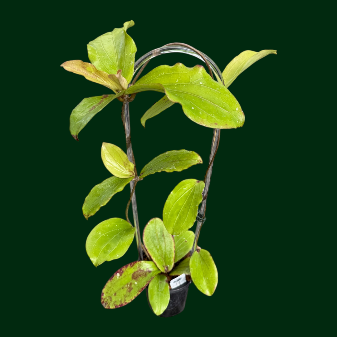 Hoya erythrina (purple flowers)