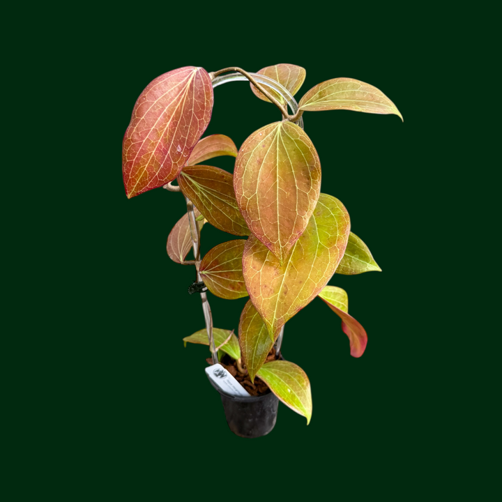 Hoya marginata (IML 1727)