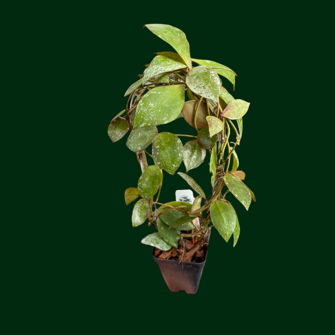 Hoya walliniana (splash)