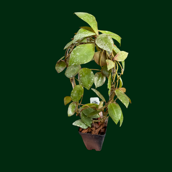 Hoya walliniana (splash)