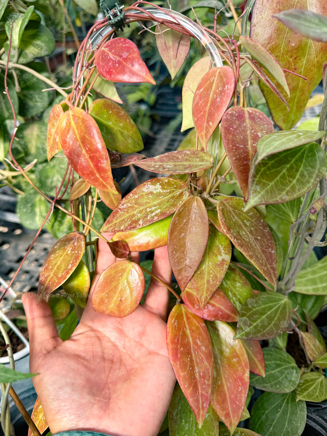 Hoya (memoria x collina IR26)