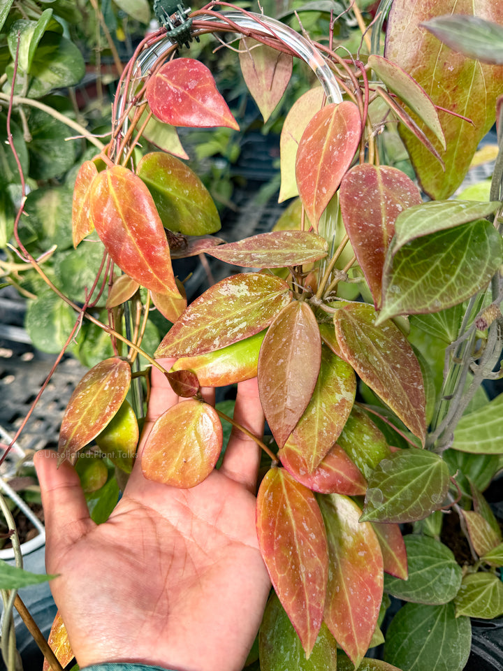 Hoya (memoria x collina IR26)