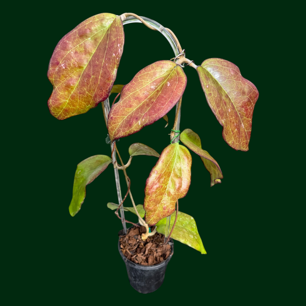 Hoya AH247 – Unsolicited Plant Talks