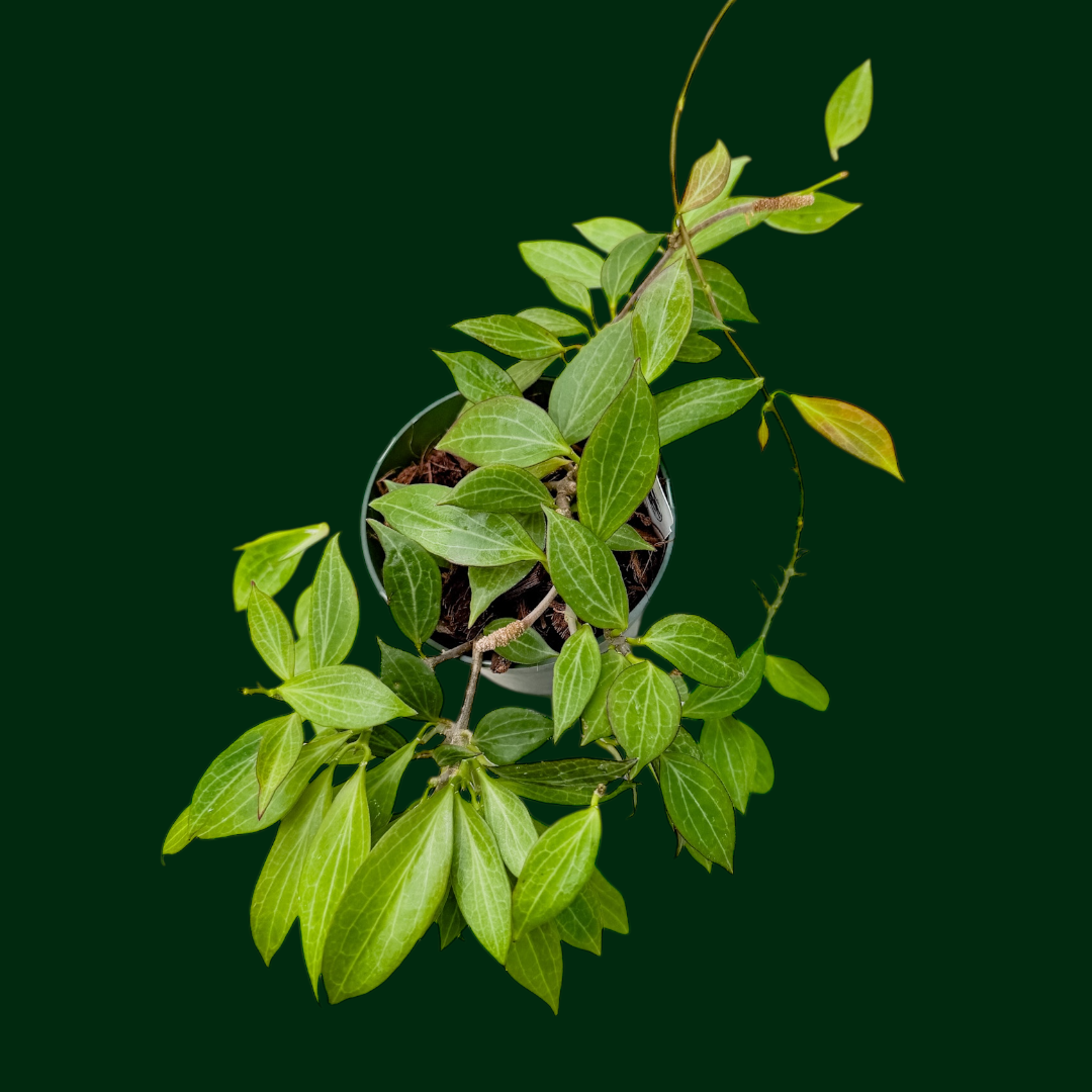 Hoya nicholsoniae (mini)