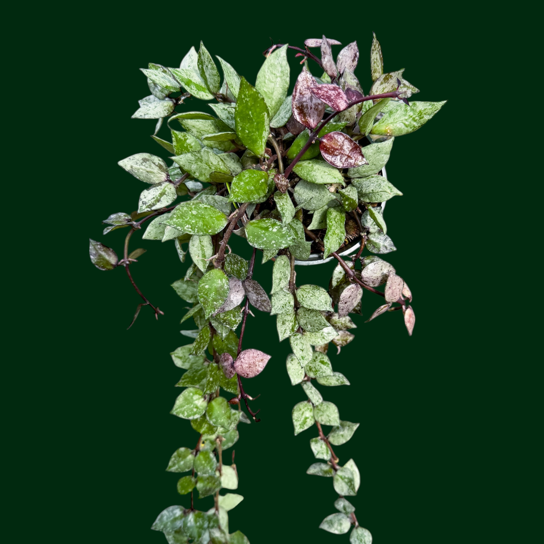 Hoya lacunosa (black silver)