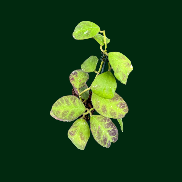 Hoya waymaniae (round leaves)