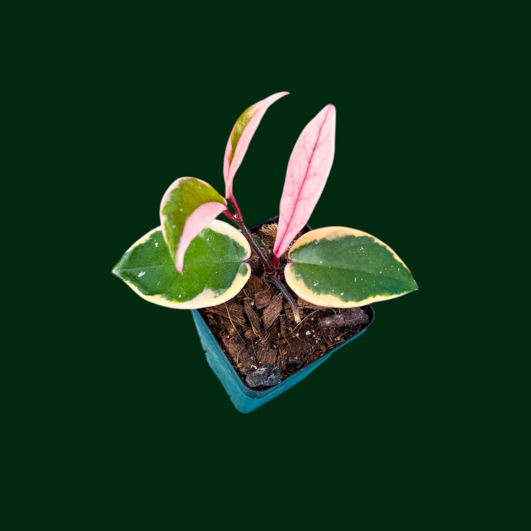 Hoya carnosa ‘Purple Pride’