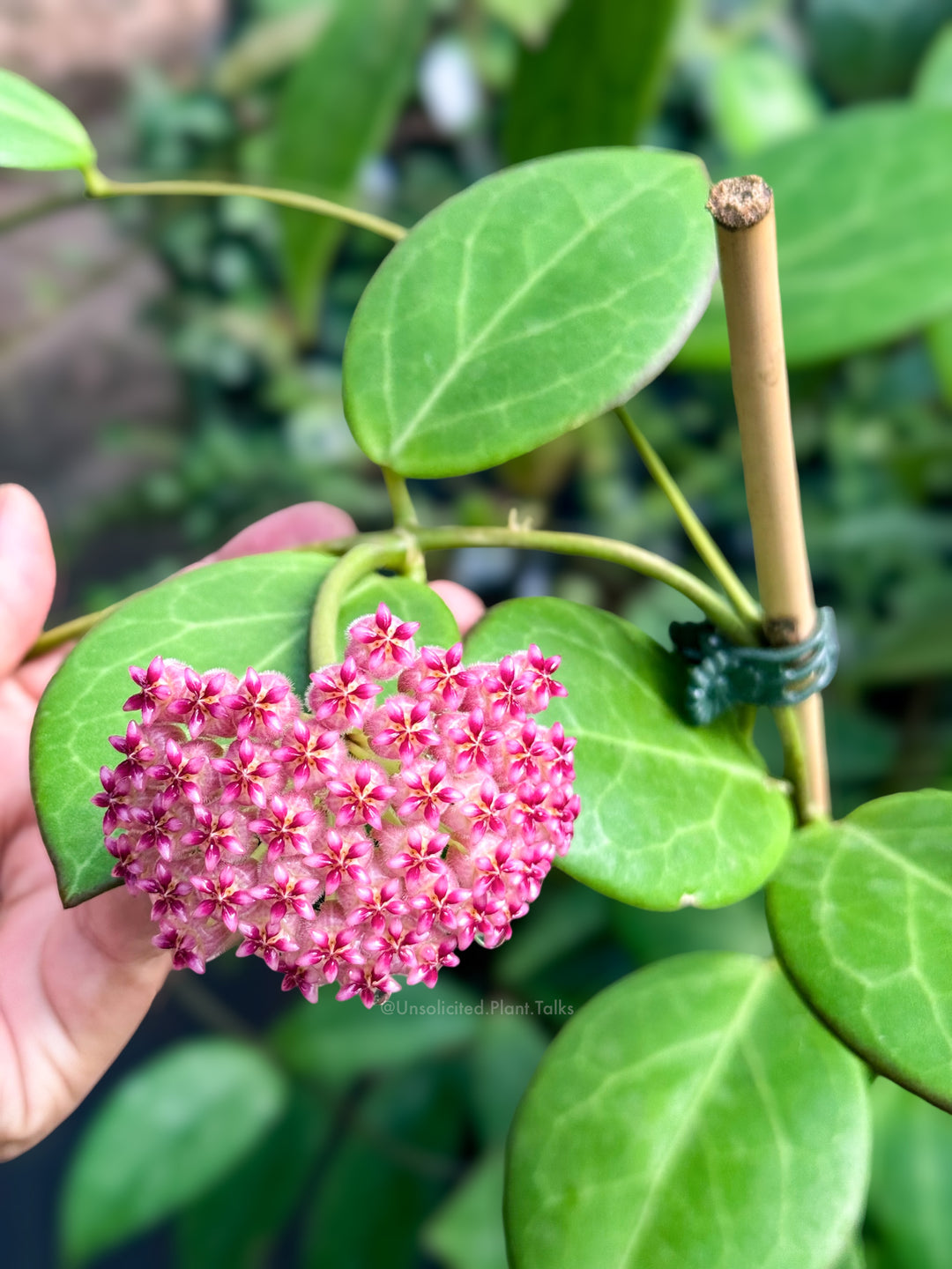 Hoya WRX 76-01 (mindorensis (red) x subquintuplinervis)