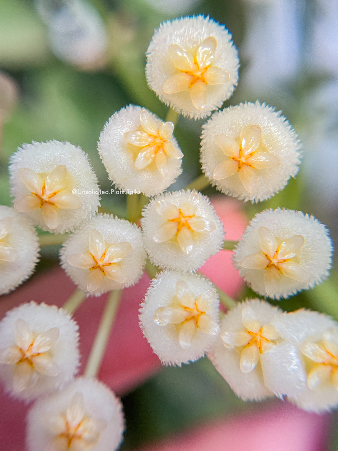 Hoya krohniana (True Form)