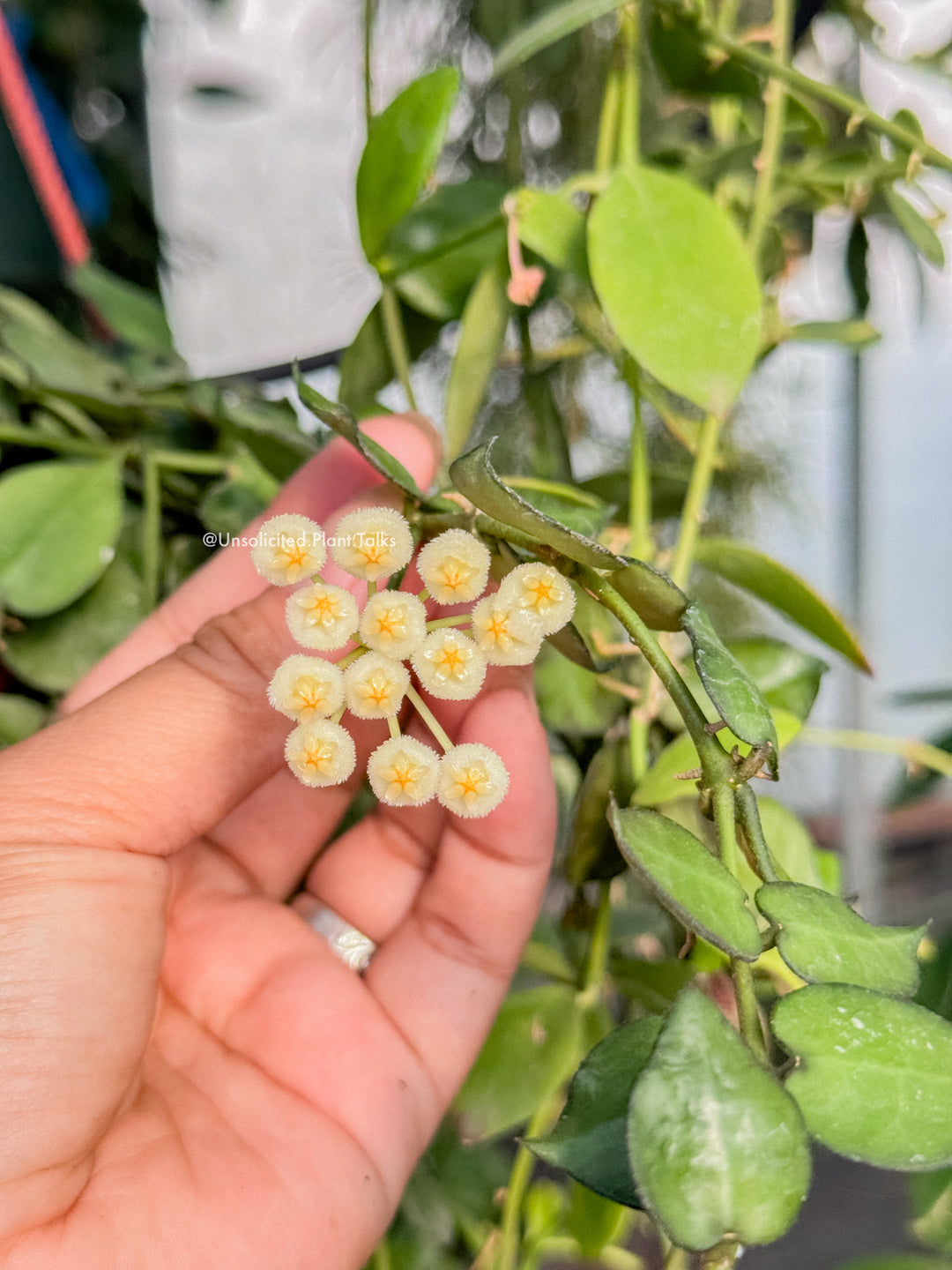 Hoya krohniana (True Form)