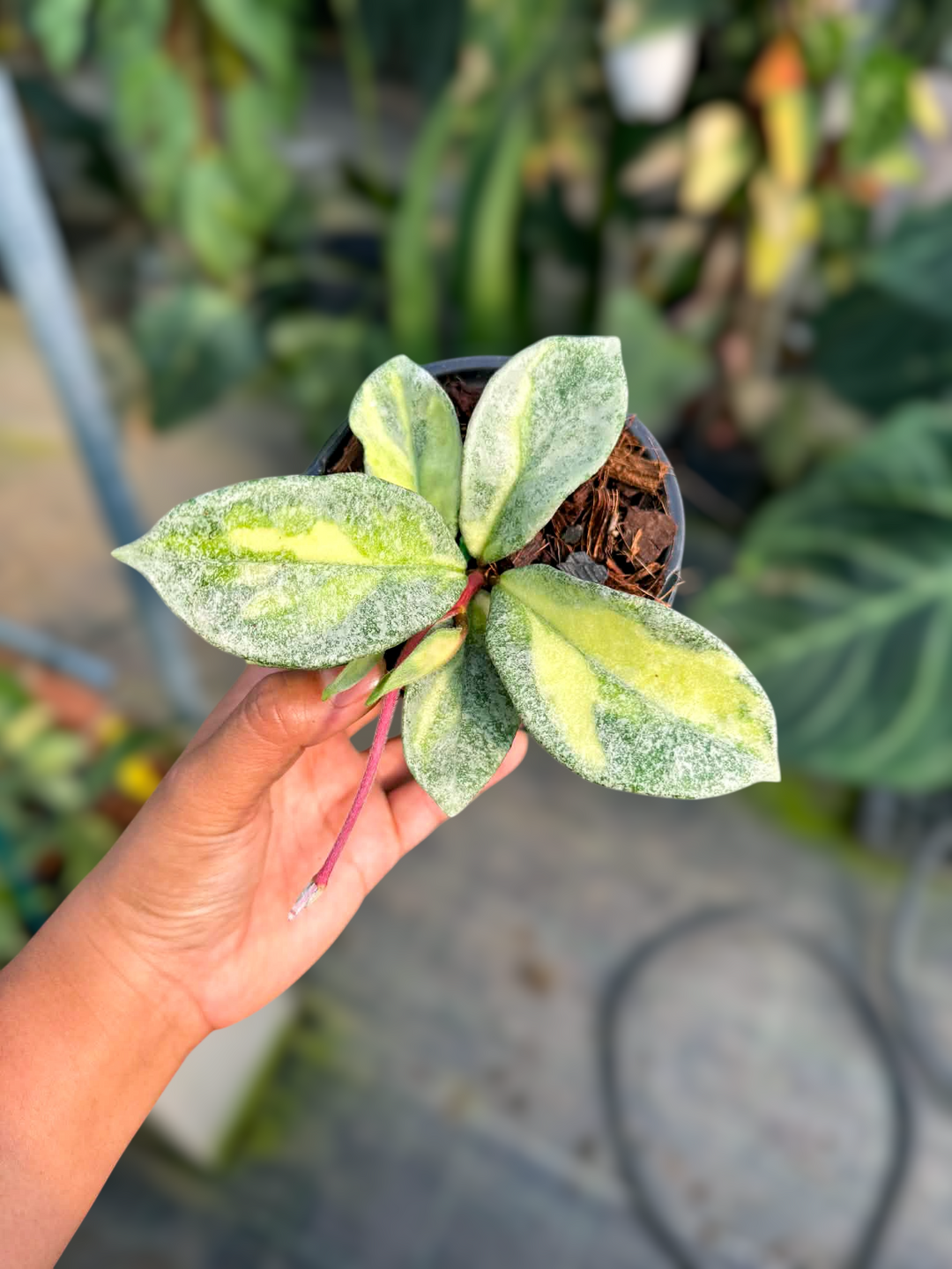 PS0982 - Hoya carnosa ‘Argentea Princess’