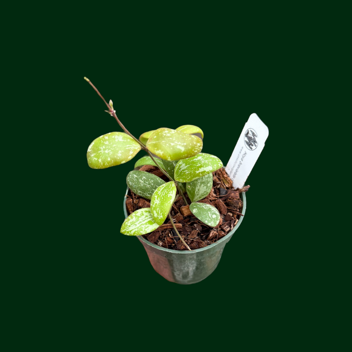 Hoya brevialata
