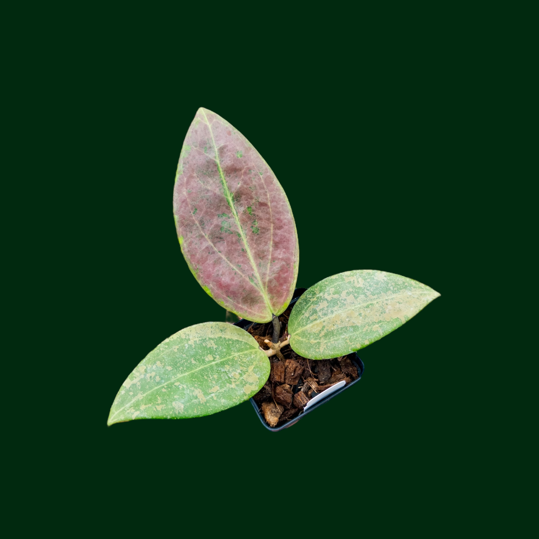 レア　ホヤ　ヴァンヴィエン hoya vangviengiensis Hoya vangviengiensis – Unsolicited Plant Talks