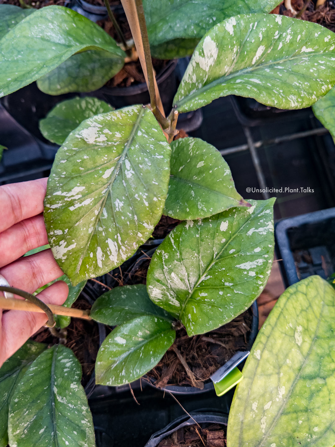 Hoya sp. ‘Manohara’ (Gunung Leuser)