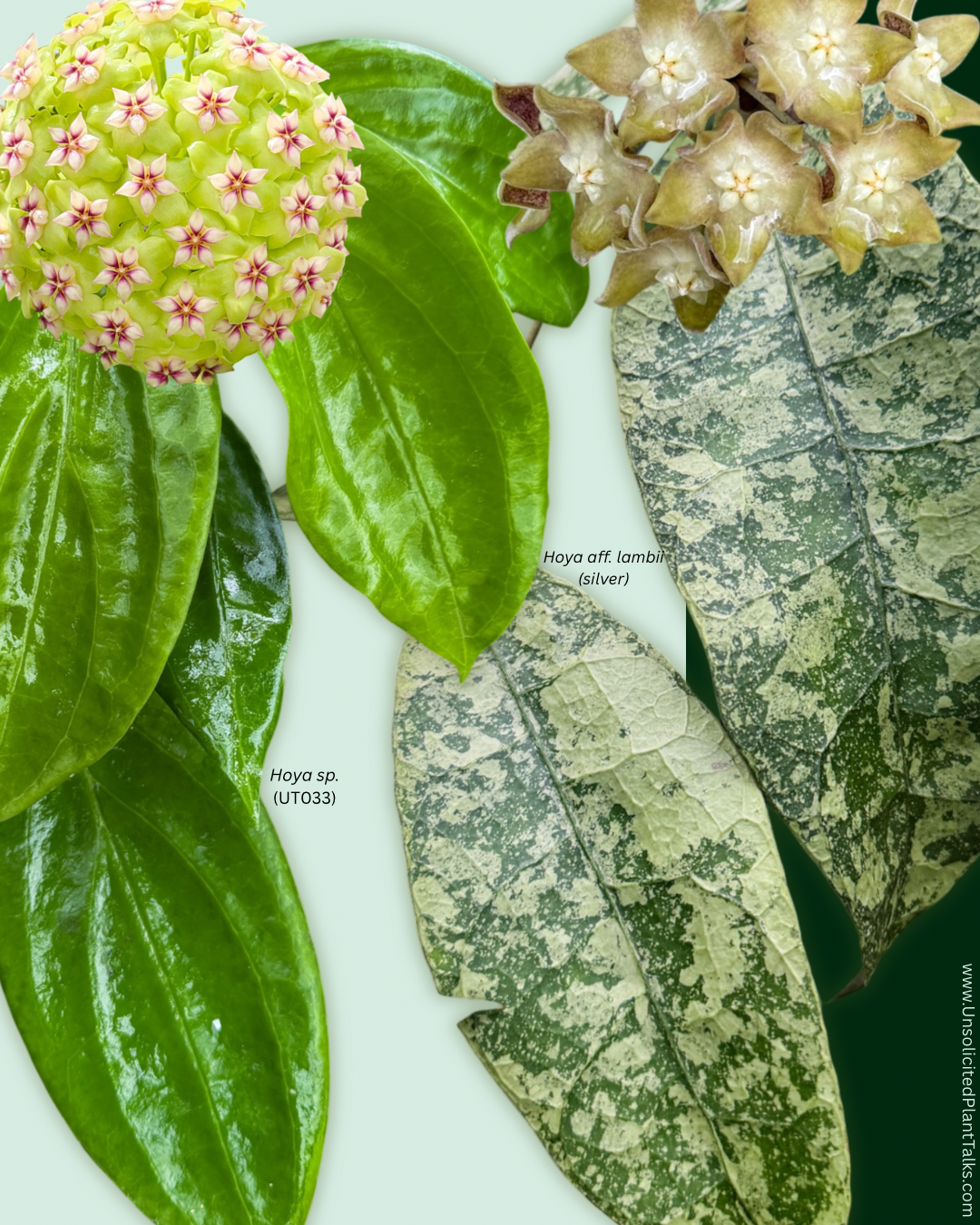 10 SEEDS - Hoya sp. (UT033) x Hoya aff. lambii (silver)