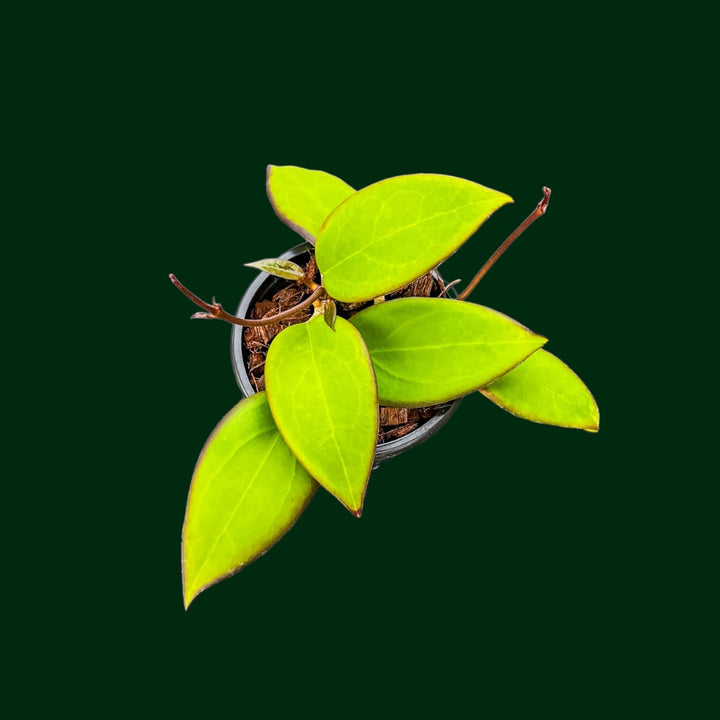 Hoya ‘Mango Sunset’ (UPT010)