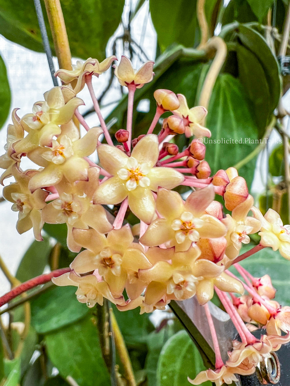 Hoya latifolia 'Pot of Gold' (fka macrophylla)