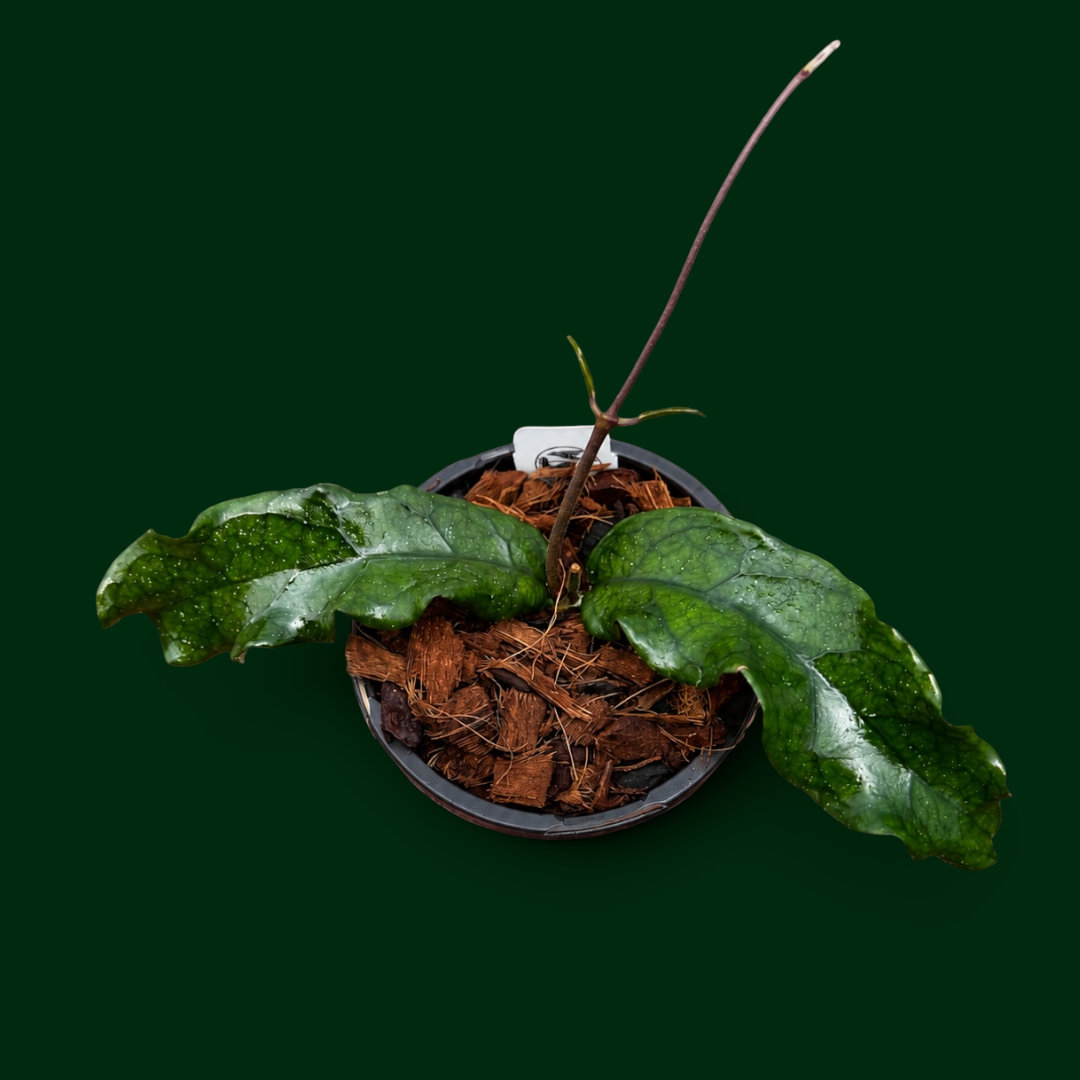 Hoya sp. (Vietnam, Wavy)