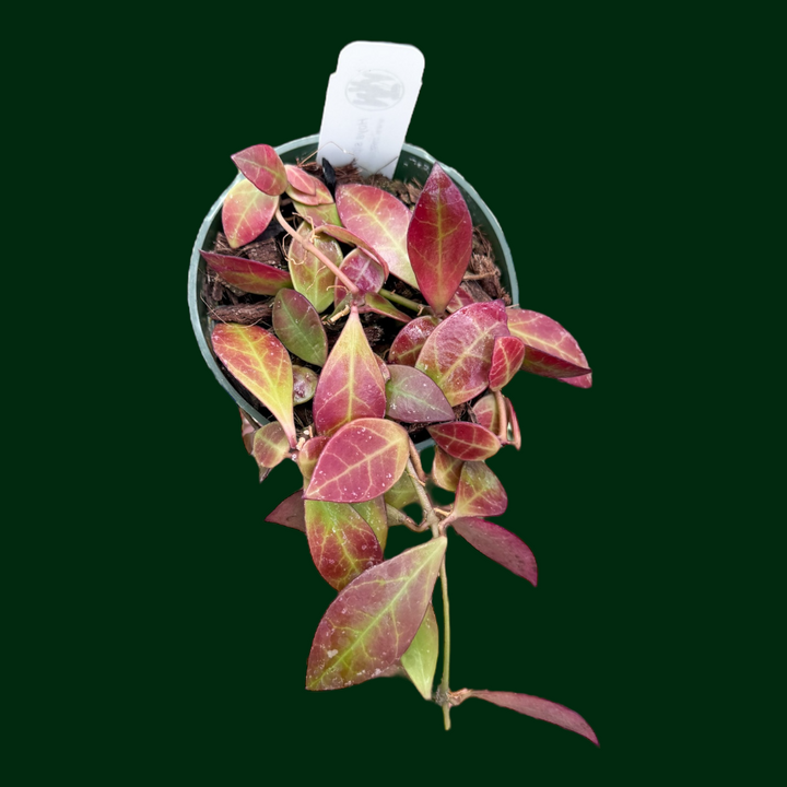 Hoya sipitangensis