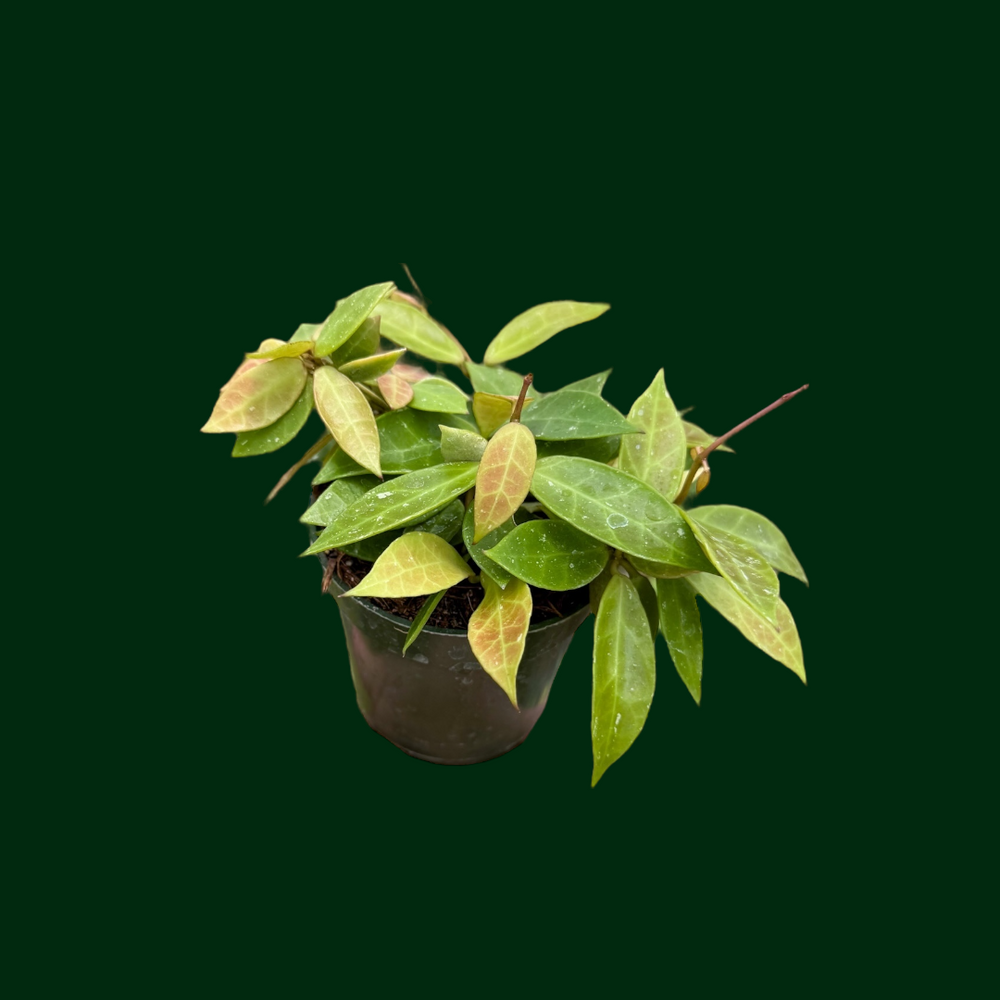 Hoya 'Rebecca'