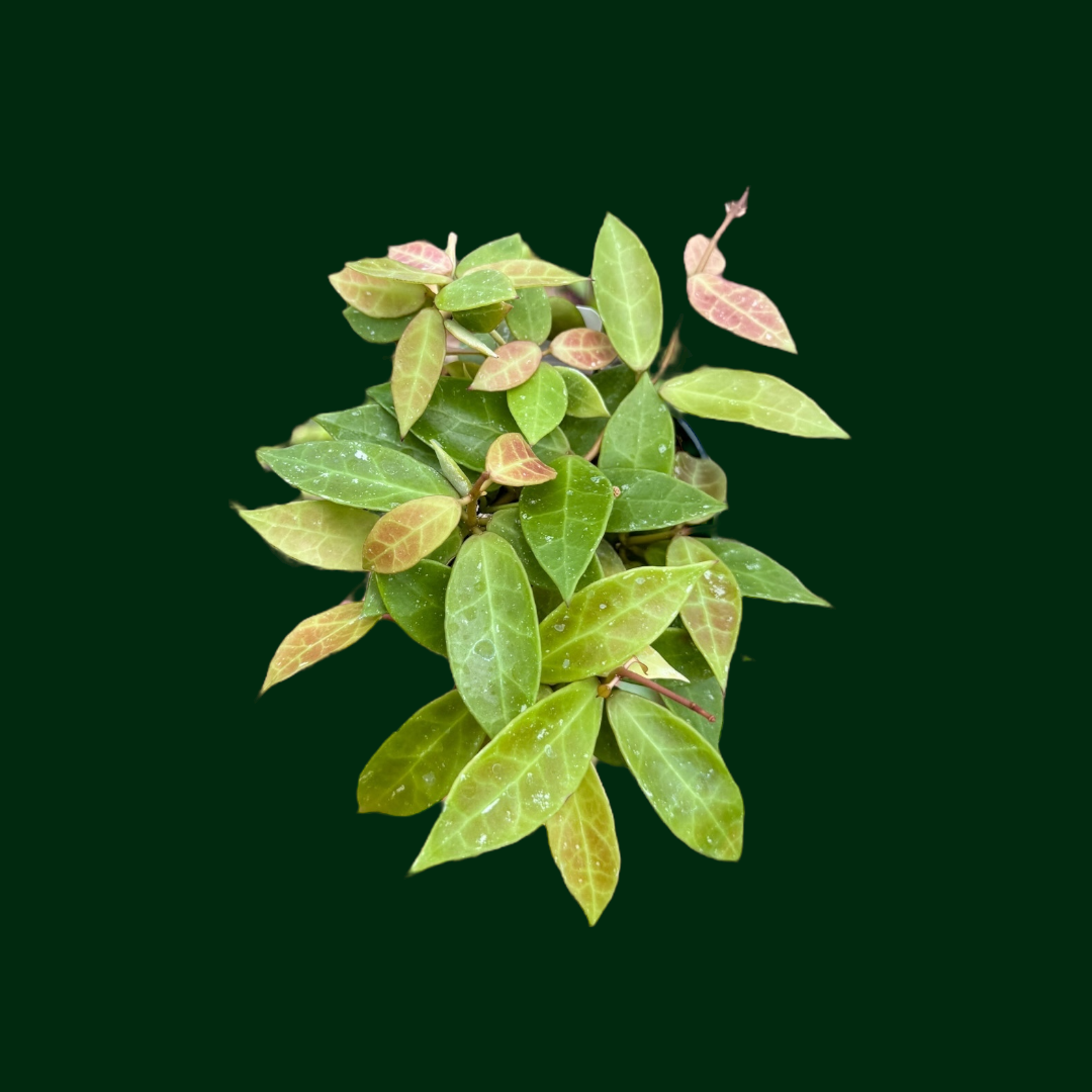 Hoya 'Rebecca'