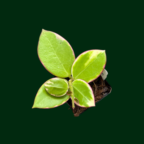 Hoya para (outer variegated) – Unsolicited Plant Talks