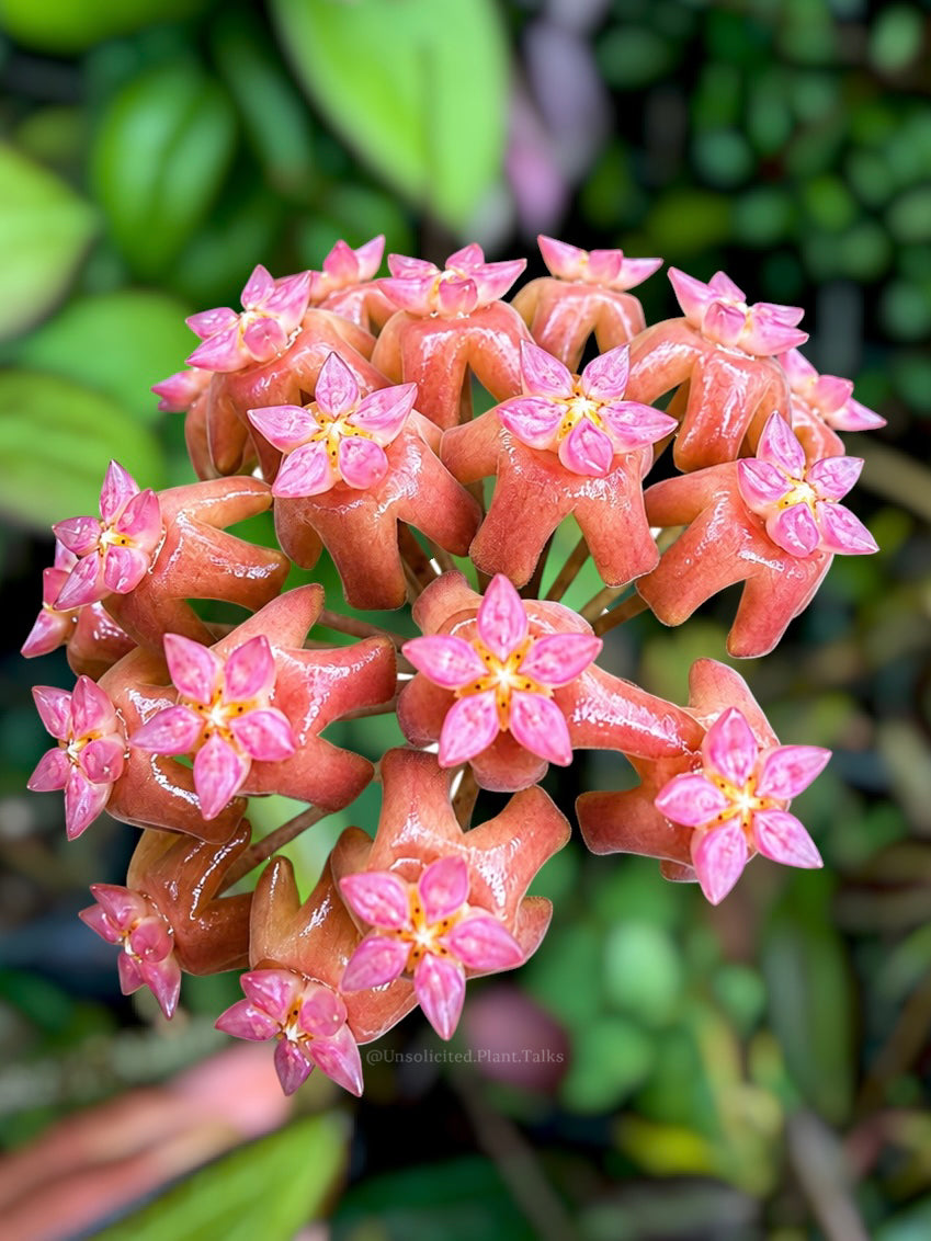 Hoya fitchii (orange flower) x Hoya fuscomarginata