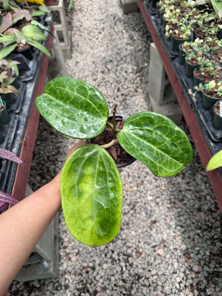 Hoya latifolia (textured veins UPT009)