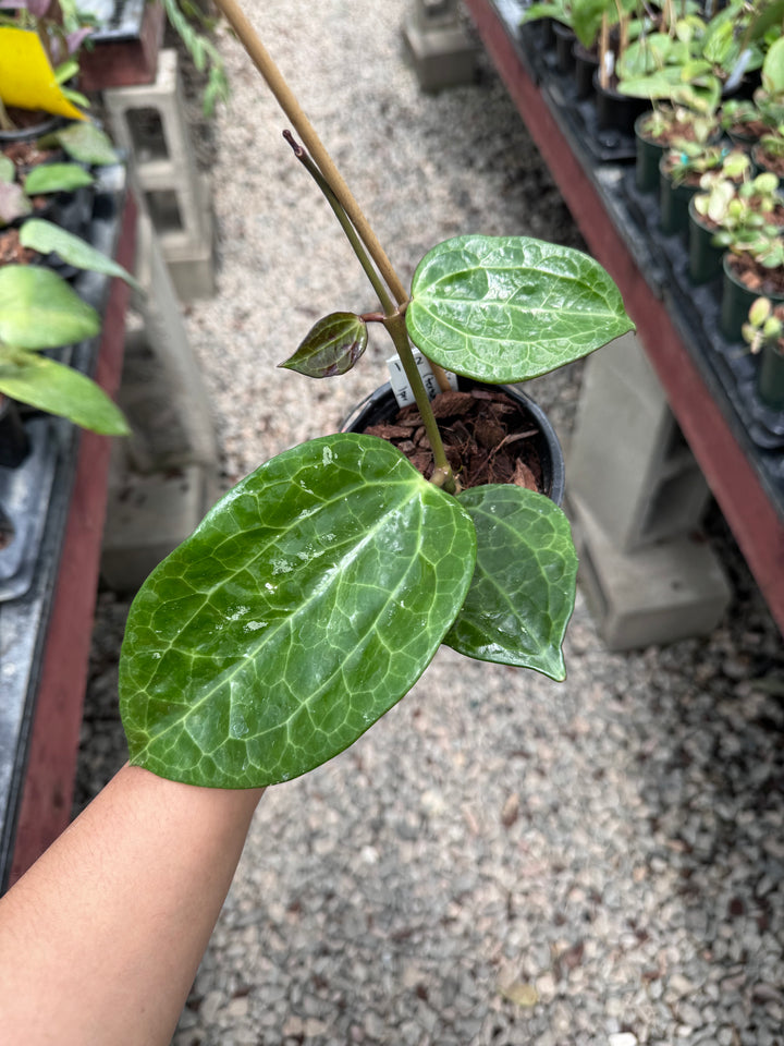 Hoya latifolia (textured veins UPT009)