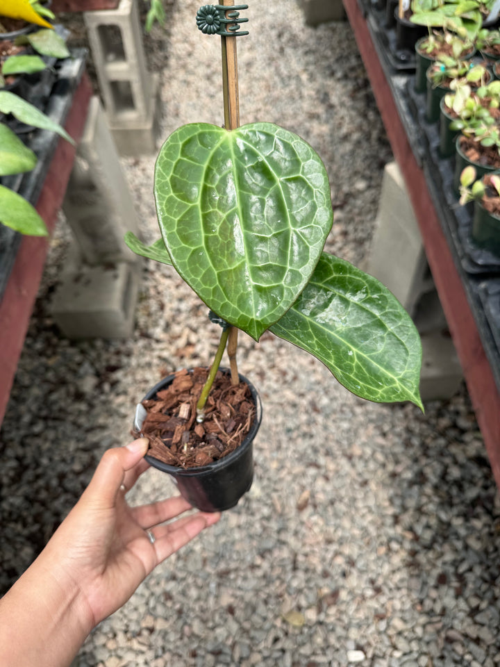 Hoya latifolia (textured veins UPT009)