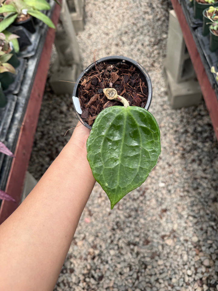 Hoya latifolia (textured veins UPT009)