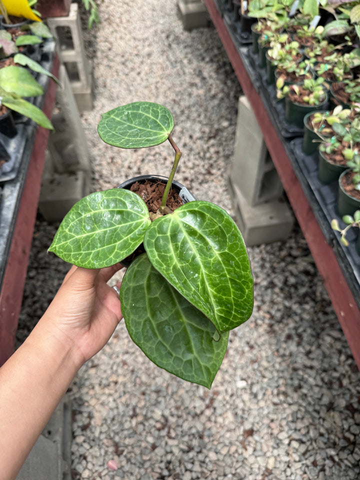 Hoya latifolia (textured veins UPT009)