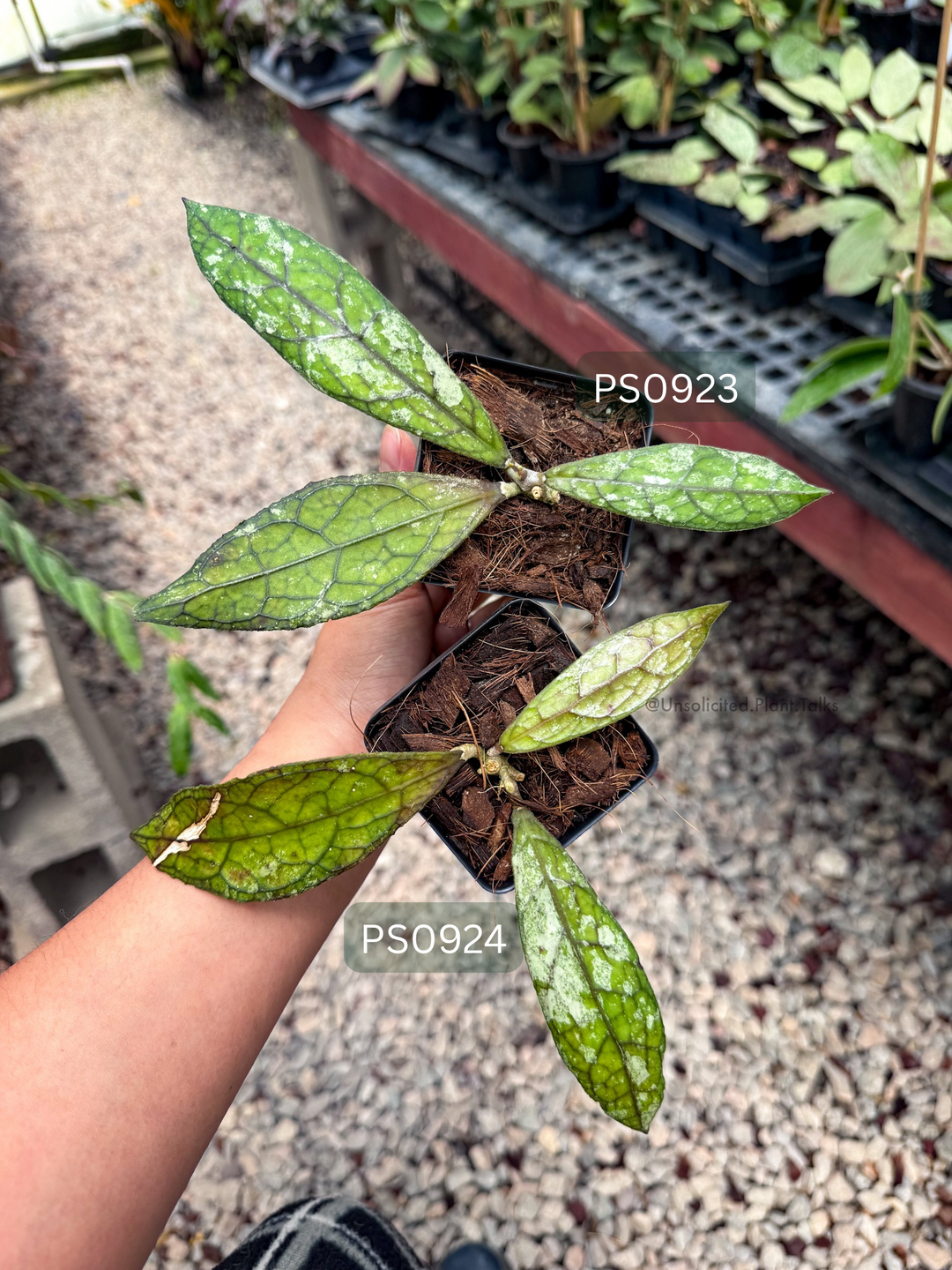 Hoya clemensiorum (black, splash)