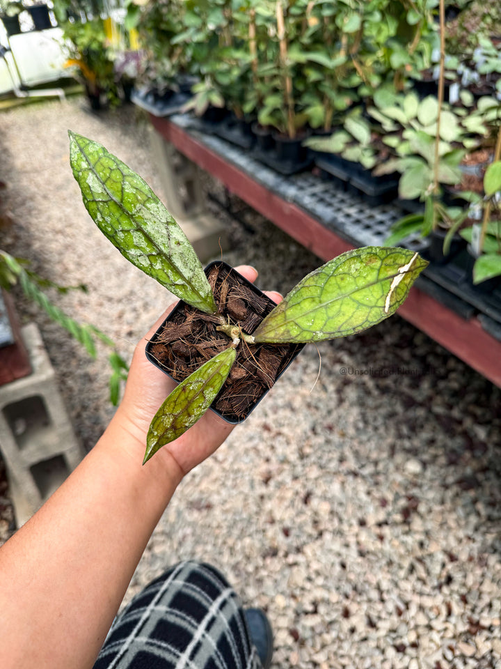 Hoya clemensiorum (black, splash)