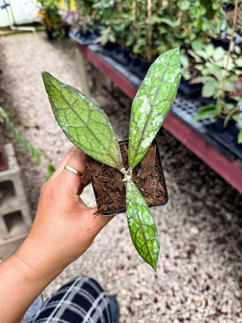 Hoya clemensiorum (black, splash)