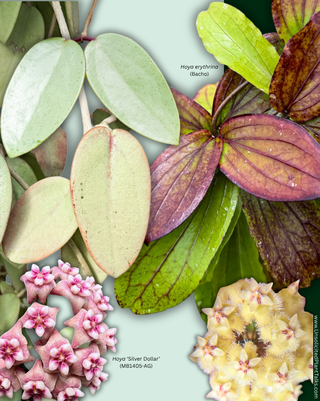 6 SEEDS - Hoya ‘Silver Dollar’ (MB1405-AG) x Hoya erythrina (Bacho)